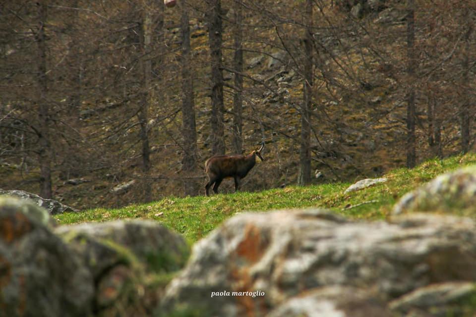 La Mura' - Il Vostro Posto Nel Gran Paradiso Ronco Canavese エクステリア 写真