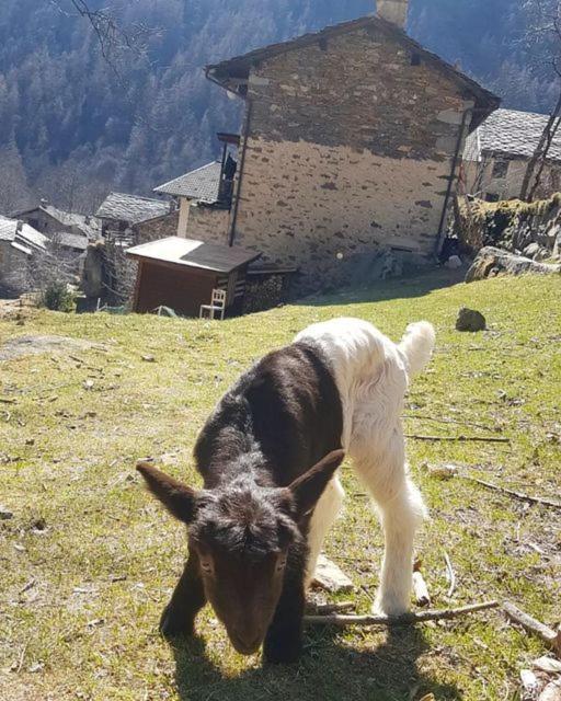 La Mura' - Il Vostro Posto Nel Gran Paradiso Ronco Canavese エクステリア 写真