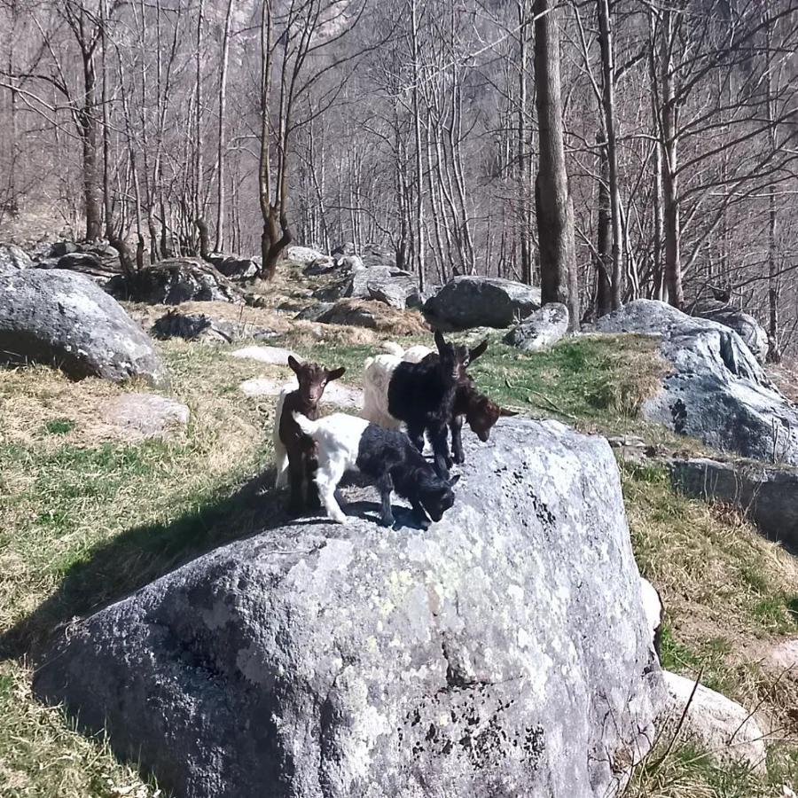 La Mura' - Il Vostro Posto Nel Gran Paradiso Ronco Canavese エクステリア 写真